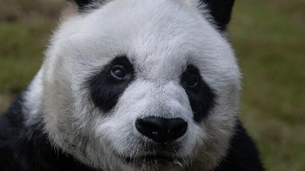 Dünyanın en yaşlı erkek pandası olarak bilinen An An isimli panda - Sputnik Türkiye