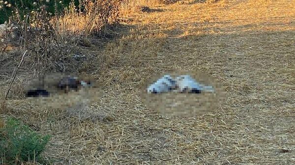 Boş araziye bırakılan 20 köpekten 6'sı ölü bulundu - Sputnik Türkiye