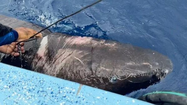 Karayipler'de Kuzey Kutbu'na özgü köpekbalığı  - Sputnik Türkiye