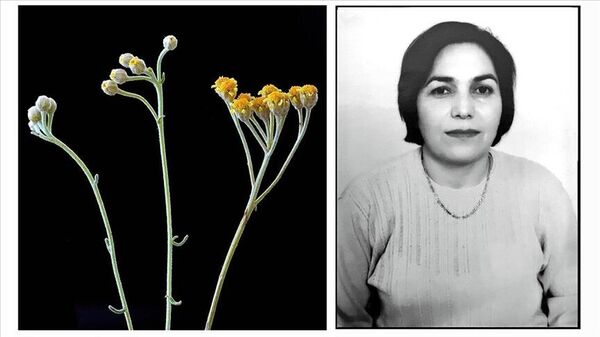 Vefat eden eşinin adını verdiği yeni bitki türü 'Hanımperçemi/Achillea Alimeana & Semiz ve Uysal' - Sputnik Türkiye
