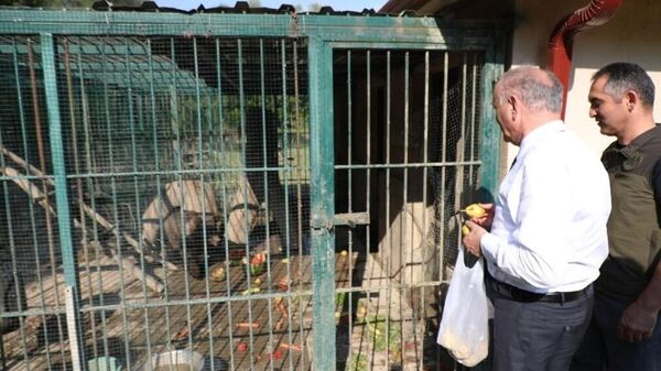 Düzce Belediye Başkanı Faruk Özlü, fazla bal tükettiği için fenalaşan ve gözlem altında tutulan yavru ayıya armut ikram etti.  - Sputnik Türkiye