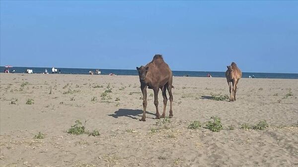 Samsun'da başıboş develer sahile indi - Sputnik Türkiye