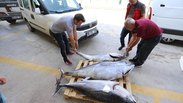 Muğla’da 3 adet 170 kg ağırlığında kaçak yollardan girişi yapılan mavi yüzgeçli orkinos balığı ele geçirildi. - Sputnik Türkiye