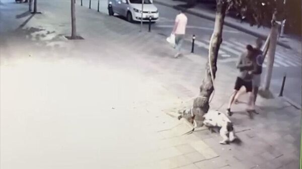 Zeytinburnu'nda kediyi öldüren pitbull cinsi köpek - Sputnik Türkiye