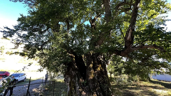 Artvin'in 'sakin şehir' unvanlı Şavşat ilçesinde 1100 yıllık armut ağacının anıt ağaç olarak tescil edilmesi için çalışma yürütülüyor. Artvin Valisi, ağacın hasadını köylülerle birlikte yaptı.  - Sputnik Türkiye