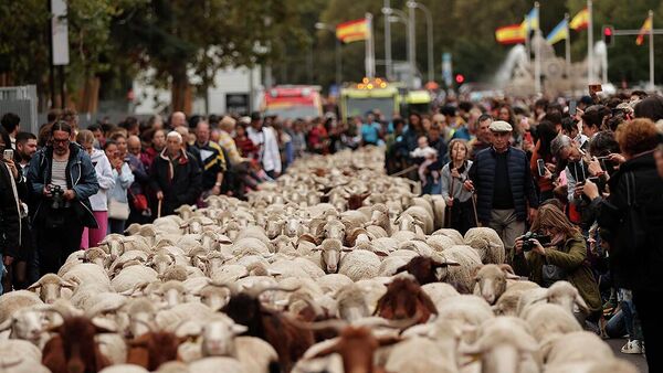 İspanya'nın başkenti Madrid'de, Orta Çağ geleneklerinden biri olan ve Trashumancia Şenliği adıyla bu yıl 29'uncusu düzenlenen etkinlikte 1200 koyun ve 200 keçi başlarında çobanlarıyla kent sokaklarından geçirildi. - Sputnik Türkiye