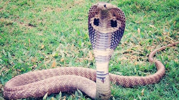 İsveç'in başkenti Stockholm'deki bir hayvanat bahçesinden kaçan 2.2 metre uzunluğundaki kral kobra, bir hafta sonra kendi başına teraryumuna geri geldi. - Sputnik Türkiye