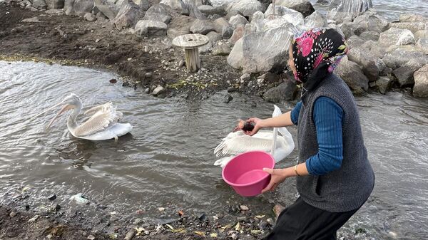Ardahan'da balıkçı ailenin sahiplendiği iki pelikan göç etmedi - Sputnik Türkiye