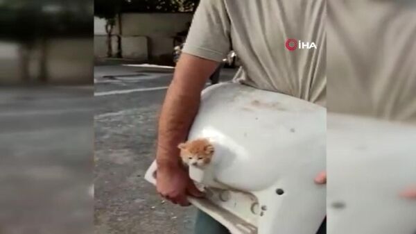 Kafası lavabo deliğine sıkışan kediyi işçiler kurtardı - Sputnik Türkiye