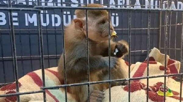 Diyarbakır'da bir kişi, sahiplenilmesi yasak olduğu için kendisinden alınan makak cinsi maymunu hayvanat bahçesinden kaçırdı. - Sputnik Türkiye