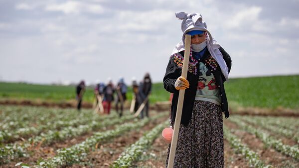 Türkiye - tarım - çiftçi - Sputnik Türkiye