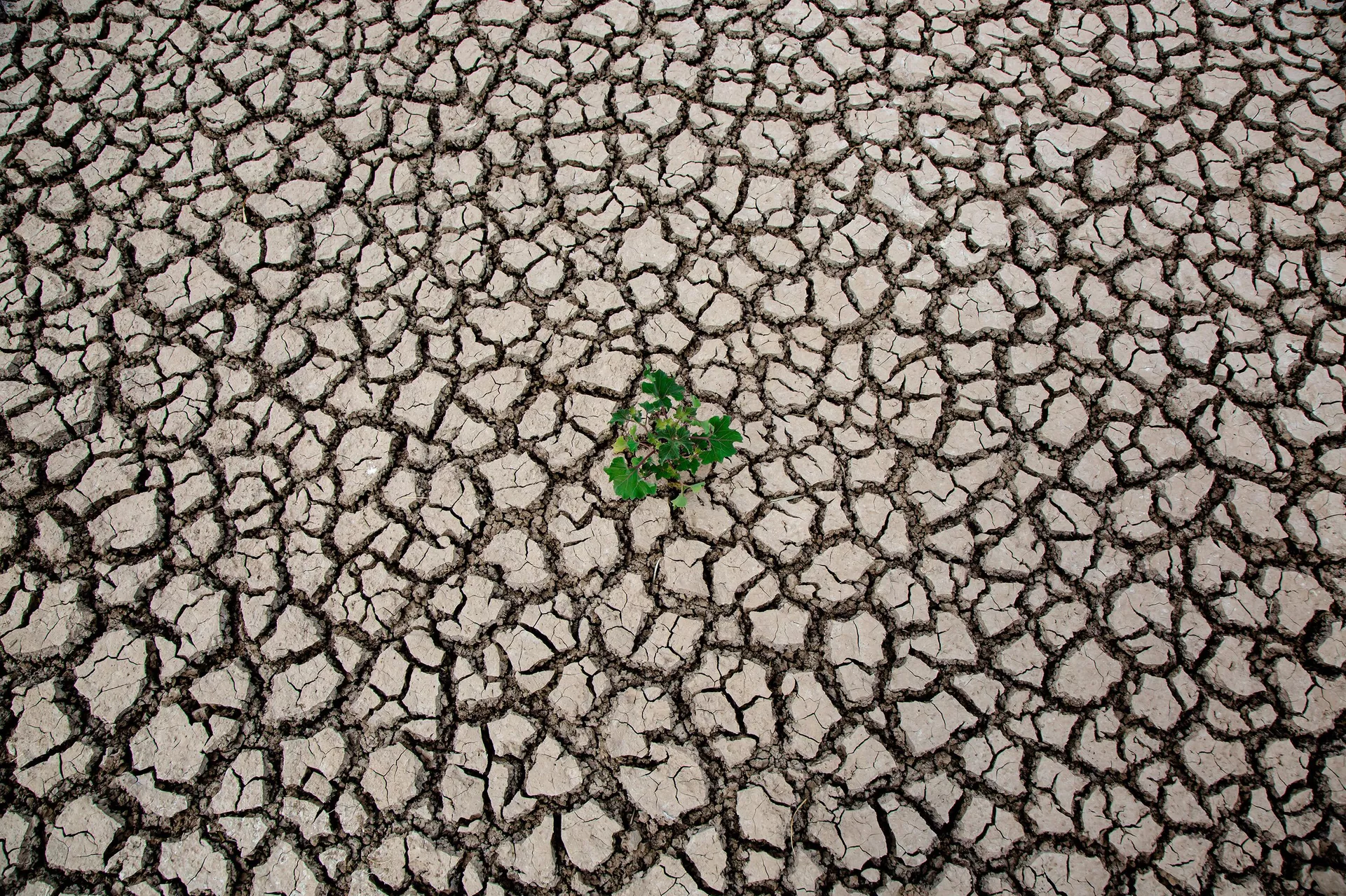 Güneydoğu Anadolu Bölgesi’nde ise ortalama sıcaklıklar, Şırnak, Cizre, Akçakale çevrelerinde mevsim normalleri üzerinde gerçekleşti - Sputnik Türkiye, 1920, 29.12.2022