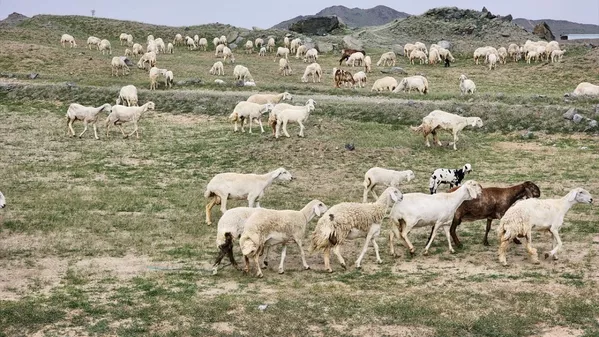 Mekke'de yağışların ardından dağlar ve ovalar yeşile büründü - Sputnik Türkiye