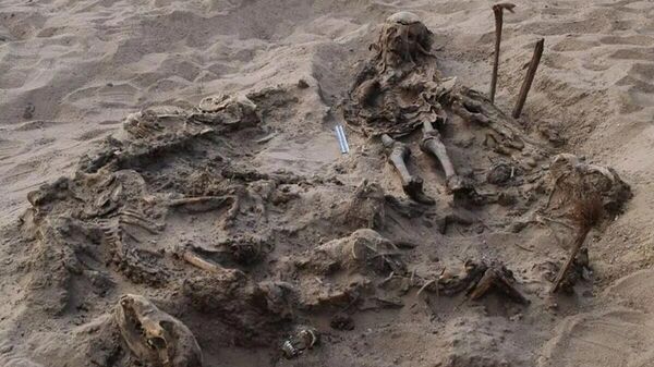 Arkeologların Mısır’da, başkent Kahire’nin güneyinde yer alan Fayyum Vahası nekropolündeki kazılarda 142 köpekle birlikte gömülmüş bir çocuk mezarı buldukları açıklandı. - Sputnik Türkiye