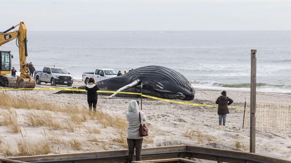 ABD'nin Doğu kıyılarına Aralık ayının başından beri en az 15 balina vurdu. - Sputnik Türkiye