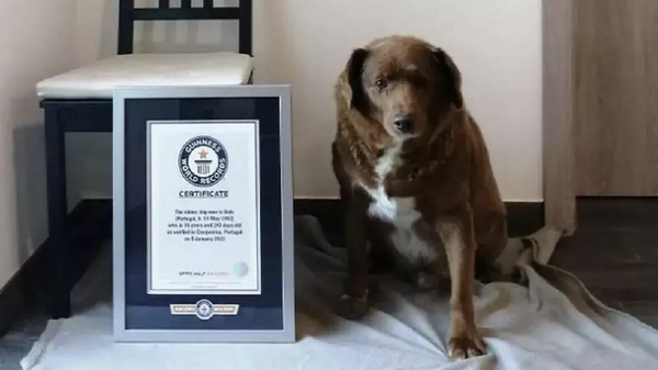 Portekiz'de 30 yıl 226 gündür yaşayan Bobi isimli köpek, 'dünyanın en yaşlı köpeği' olarak Guinness Rekorlar Kitabı'na girdi. - Sputnik Türkiye