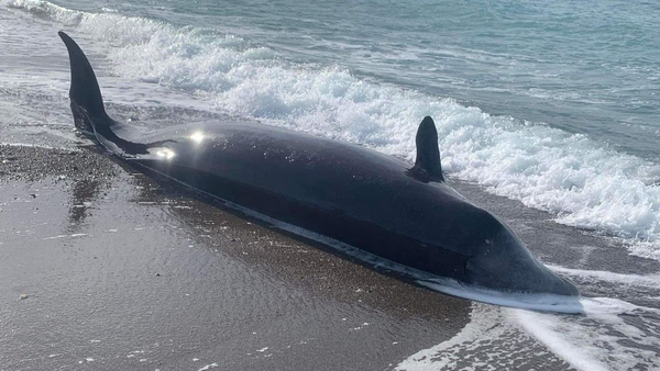 Balinaların cesetleri sahillere vurdu: 'Depremlerden etkileniyorlar' - Sputnik Türkiye