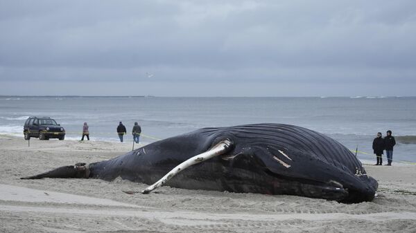 New York'ta bir ölü balina daha sahile vurdu - Sputnik Türkiye