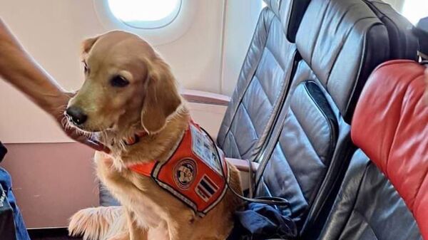 Deprem bölgesinde can kurtaran köpekleri 'business' koltuklarda uçtu - Sputnik Türkiye