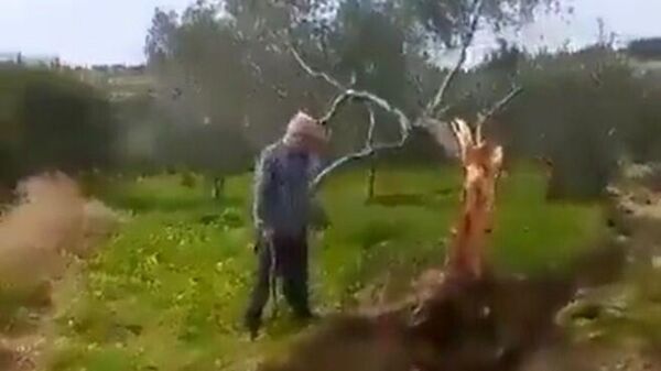Fay ikiye böldüğü ağacı 10 metre taşıdı - Sputnik Türkiye