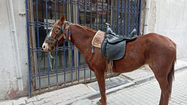Konya'nın Ereğli ilçesinde alkollü olarak atıyla caddede dolaşan kişiye 10 bin 111 lira para cezası uygulandı.
 - Sputnik Türkiye