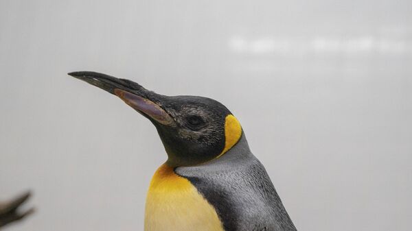 Singapur'daki kuş parkında yaşayan ve görme problemi olduğu fark edilen penguenlere katarakt ameliyatı yapıldıktan sonra özel üretim lensler takıldı. - Sputnik Türkiye