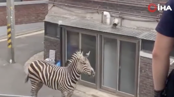 Hayvanat bahçesinden kaçan zebra şehre indi  - Sputnik Türkiye