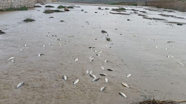 Yumurtlamaya giden balıklar gölete geri dönemeyerek öldü - Sputnik Türkiye