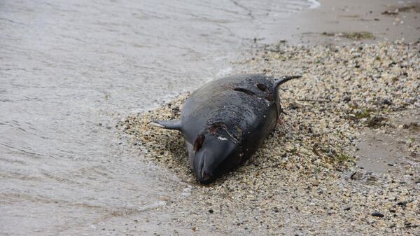 Sinop'ta sahilde kıyıya vurmuş bir ölü yunus bulundu. - Sputnik Türkiye