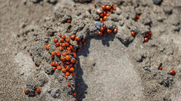 Deniz kaplumbağalarının yumurtlama alanında uğur böceği yoğunluğu - Sputnik Türkiye