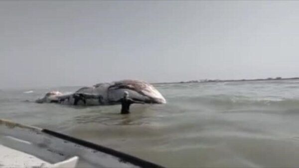 Pakistan’ın Belucistan eyaletinde yaklaşık 13 metre uzunluğundaki ölü mavi balina kıyıya vurdu. - Sputnik Türkiye