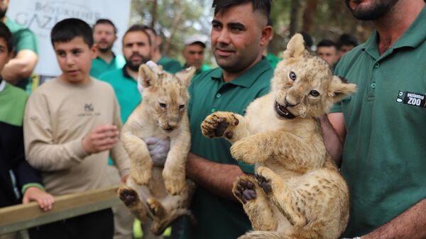 Sudan Cumhurbaşkanı tarafından 4 yıl önce Cumhurbaşkanı Recep Tayyip Erdoğan'a hediye edilen ve Gaziantep Hayvanat Bahçesinde bulunan 4 aslandan biri dördüz doğurdu. - Sputnik Türkiye
