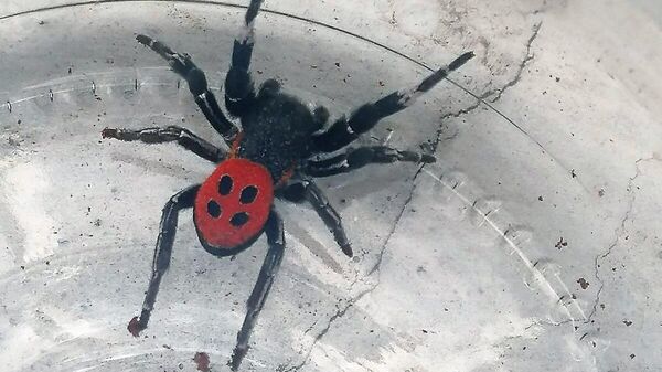 Zehirli uğur böceği örümceği bir şehirde daha görüldü - Sputnik Türkiye