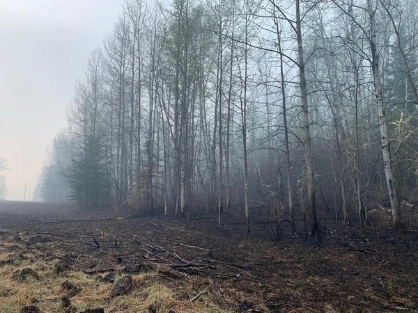 Orman yangınlarının atmosfere önemli derecede kirletici saldığı ve yangınlarından çıkan dumanın, akciğerlere girerek astım ve bronşit gibi sağlık sorunlarına neden olan PM2.5 adı verilen ince parçacıklı madde içerdiği bilgisi paylaşıldı. - Sputnik Türkiye