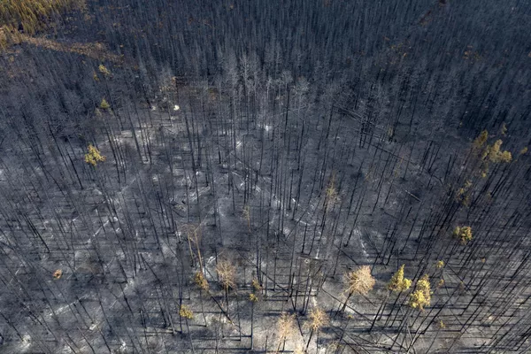 Kanada genelinde şu an 413 orman yangının aktif olarak devam ettiği, buna bağlı olarak 26 binden fazla insanın güvenli bölgelere tahliye edildiği kaydedildi. - Sputnik Türkiye