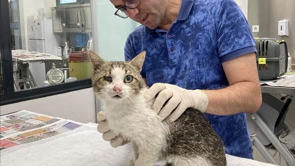 Üzerine ağda bantları yapıştırılan kedi, Üsküdar Belediyesi ekiplerince tedaviye alındı - Sputnik Türkiye