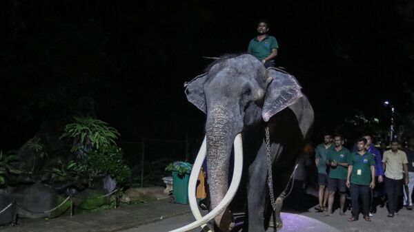 Tayland’ın 2001 yılında Sri Lanka’ya hediye ettiği ancak daha sonra Budist tapınağında işkence gördüğü iddia edilen fil anavatanına döndü. - Sputnik Türkiye