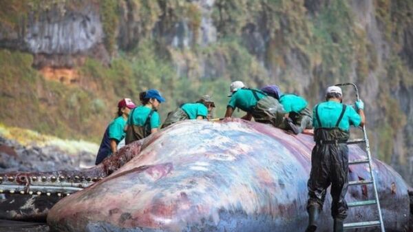 Kanarya Adaları’nda bulunan ölü ispermeçet balinasının bağırsağında 'yüzen altın' olarak bilinen 500 bin euro değerinde akamber bulundu. - Sputnik Türkiye