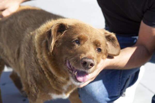 Dünyanın en yaşlı köpeği Bobi, Guinness Rekorlar Kitabı'na girdi. - Sputnik Türkiye