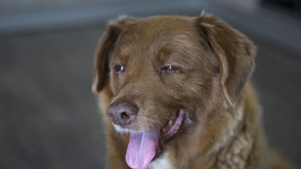 Dünyanın en yaşlı köpeği Bobi, Guinness Rekorlar Kitabı'na girdi - Sputnik Türkiye