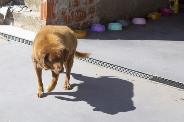 Dünyanın en yaşlı köpeği Bobi - Sputnik Türkiye