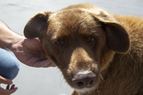 Dünyanın en yaşlı köpeği Bobi - Sputnik Türkiye