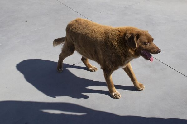 Dünyanın en yaşlı köpeği Bobi - Sputnik Türkiye