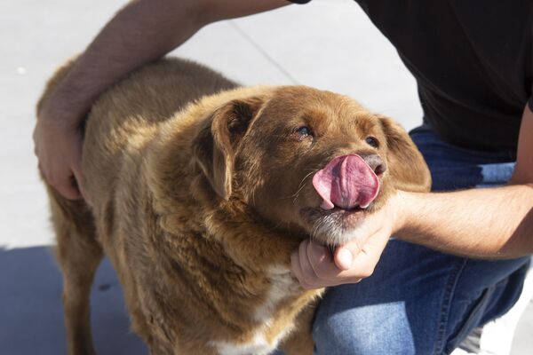 Dünyanın en yaşlı köpeği Bobi - Sputnik Türkiye