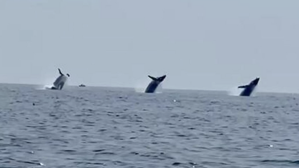 Balinaların senkronize dansı kameralara yansıdı - Sputnik Türkiye