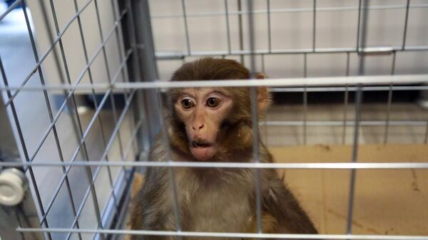 Muğla'nın Bodrum ilçesinde bir aile tarafından bulunan maymun, Doğa Koruma ve Milli Parklar Müdürlüğü görevlilerine teslim edildi. - Sputnik Türkiye