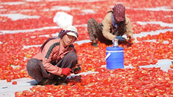 Kavurucu sıcaklarda tarım işçilerinin ‘kurutma’ mesaisi - Sputnik Türkiye