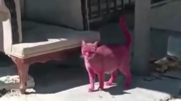 Kediyi pembeye boyayıp sokağa saldılar - Sputnik Türkiye