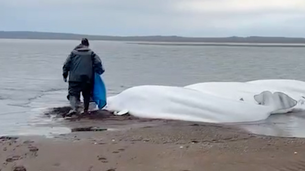 Rusya'da balıkçılar, kıyıda mahsur kalan beyaz balina ailesini kurtardı - Sputnik Türkiye