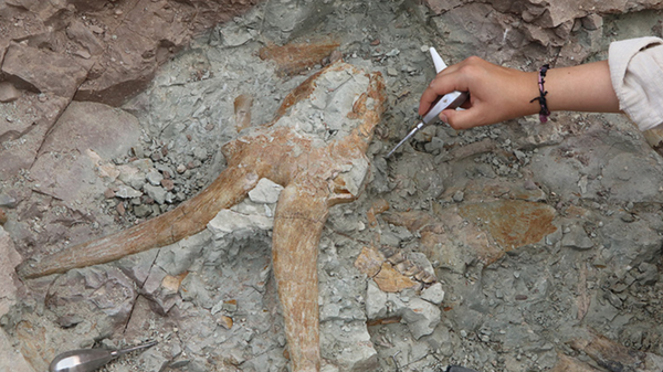 Çankırı’da 8.5 milyon yıl öncesine ait fosiller bulundu - Sputnik Türkiye